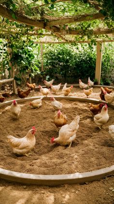 several chickens are gathered in the sand inside a chicken coop with trees and bushes behind them