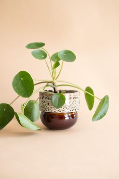 a potted plant with green leaves in it on a brown surface next to a pink wall