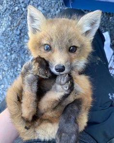 a baby fox is sitting on someone's lap and holding it in his hands