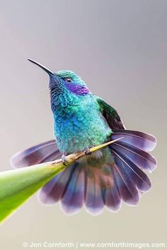 a hummingbird sitting on top of a green plant with its wings spread wide open