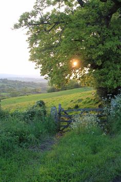 the sun shines brightly in the distance over a green field with trees and bushes