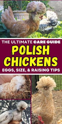 the ultimate care guide for polish chickens, eggs, size, and raising tips cover