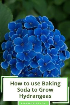 blue flowers with the words how to use baking soda to grow hydrangeas