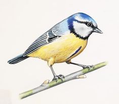 a blue and yellow bird is sitting on a branch