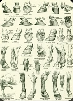 an image of foot and ankle anatomy