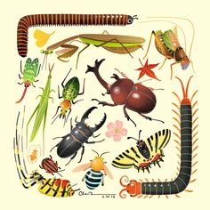 an image of bugs and insects on a white background