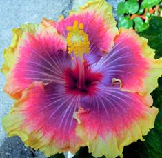 a purple and yellow flower with green leaves