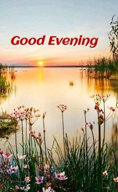 the words good evening are in front of a lake with pink flowers and reeds