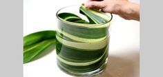 a person holding a green leaf in a glass vase