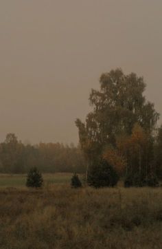 two horses grazing in an open field on a foggy, overcast day with trees behind them