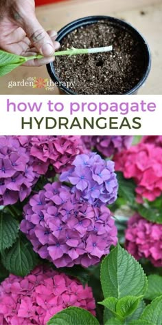 how to propagate hydrangeas in the garden