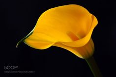 a single yellow flower on a black background with space for the word'500px '