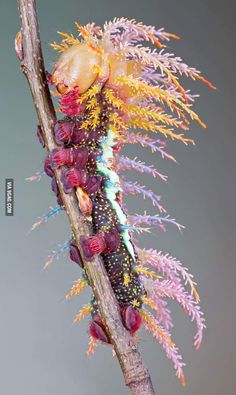 Saturniidae Moth, Moth Caterpillar, Bugs And Insects, High Fantasy, Beetles, Nature Animals