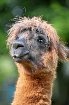 an alpaca looks at the camera while standing in front of trees