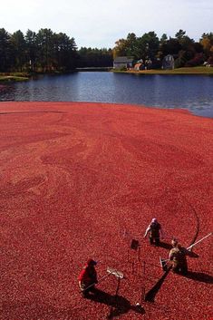 two people sitting on the ground in front of a lake with red algae covering it