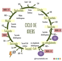 the ciclo de krebs diagram with different words and numbers in it