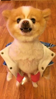 a small dog sitting on top of a wooden floor