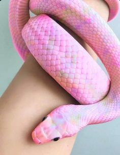 a pink and white snake on the arm