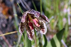 a flower that is sitting in the grass