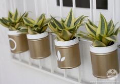 four pots with plants in them hanging on the wall