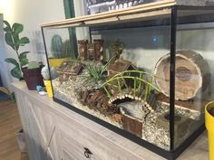 a fish tank filled with plants and rocks