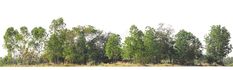 a row of trees in the middle of a field