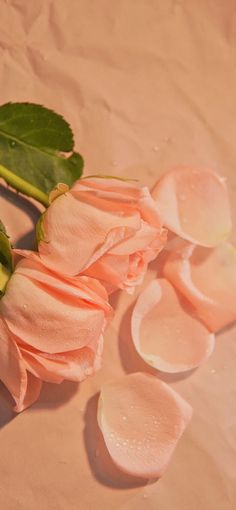 some pink flowers and green leaves on a table