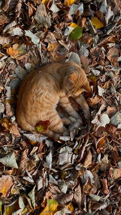 an orange and white cat laying in leaves on the ground with it's eyes closed