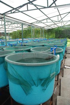 rows of blue plastic buckets filled with green plants in a greenhouse stock photos, images and royalty illustrations