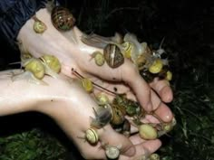 several snails crawling on the palm of someone's left hand, with their fingers and feet covered in them