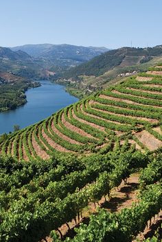 rows of vines growing on the side of a hill next to a body of water