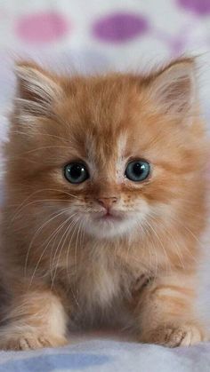 an orange kitten with blue eyes sitting on a bed