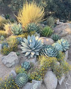 various types of plants and rocks in a garden with yellow flowers on the top one