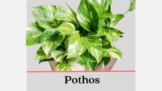 a pothos plant with the words pothos on it