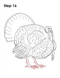 a drawing of a turkey with the words step 17 on it's back side