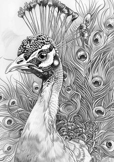 a black and white drawing of a peacock with feathers on it's back ground