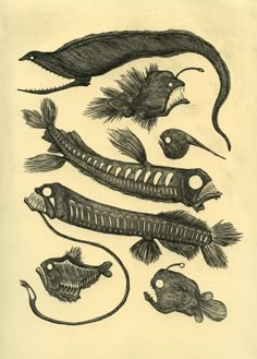 an old drawing of fish and other aquatic life