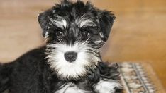 a small black and white dog laying on top of a rug