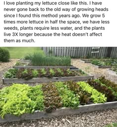 a garden filled with lots of green plants next to a wooden box full of lettuce