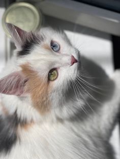 a close up of a cat looking up at something