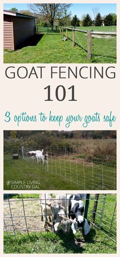 goats in their pen with the text goat fencing 101 3 options to keep your goats safe