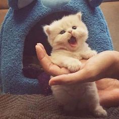 a person holding a small kitten in their hands