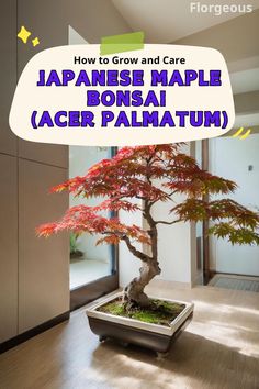 Japanese Maple Bonsai Indoor Japanese Maple, Balcony Trees, Acer Bonsai, Japanese Acer, Red Maple Bonsai, Cherry Blossom Bonsai, Japanese Maple Bonsai, Japanese Red Maple