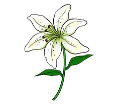 Lilly Flower Drawing, Lily Flower Drawing, Lilies Drawing, Lily Of The Valley Flowers, Asiatic Lilies, Drawing Tutorial Easy, Plant Drawing, Nature Drawing