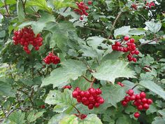 red berries growing on the branches of a tree