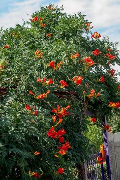 an orange tree with red flowers near a fence