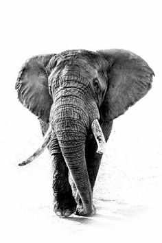 an elephant walking in the snow with its trunk up