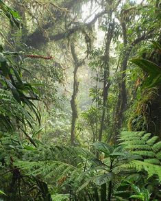 the jungle is full of green plants and trees