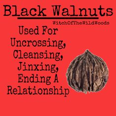 WitchOfTheWildWoods Black Walnut Spiritual Bath, Herb Magick, Kitchen Witchcraft, Hearth Witch, Flower Symbolism, Winter Solstice Celebration, Magical Gifts, Solstice Celebration