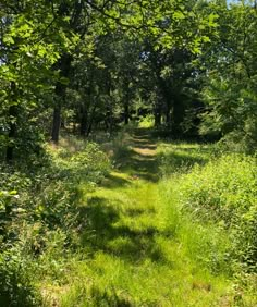 a path in the woods with trees and grass